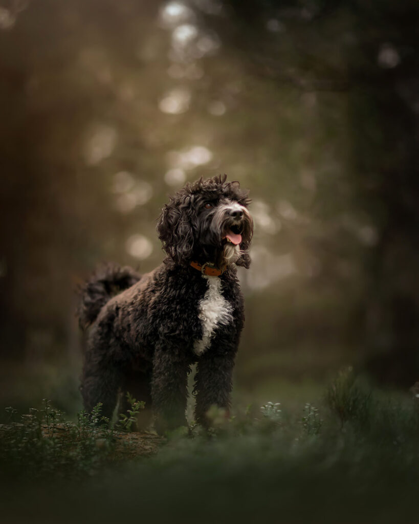 Hondenfotografie van een zwarte franse waterhond Barbet in het bos door natuurlijk licht fotograaf Willie Kers uit Apeldoorn