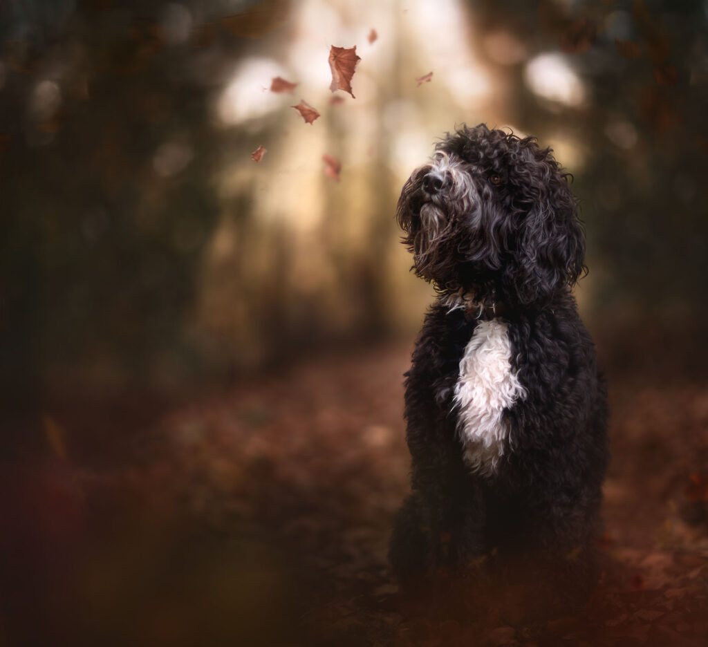 barbet of franse waterhond in het bos tussen de rode herfstbladeren door fotograaf Willie Kers uit Apeldoorn
