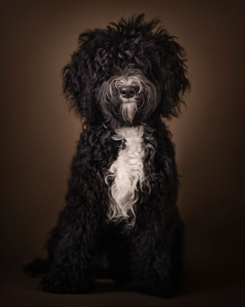 fine art portret van een zwarte franse waterhond of barbet door natuurlijk licht fotograaf willie kers uit apeldoorn