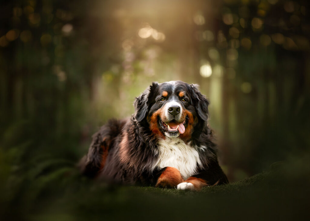 foto van een berner sennen hond liggend in het bos tussen de varens op het mos door natuurlijk licht hondenfotograaf Willie Kers uit Apeldoorn