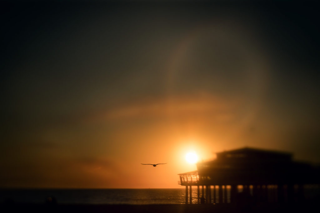 golden sony A7RIII lensbaby sunset image of a seagul flying towards the horizon of Scheveningen Beach by Willie Kers