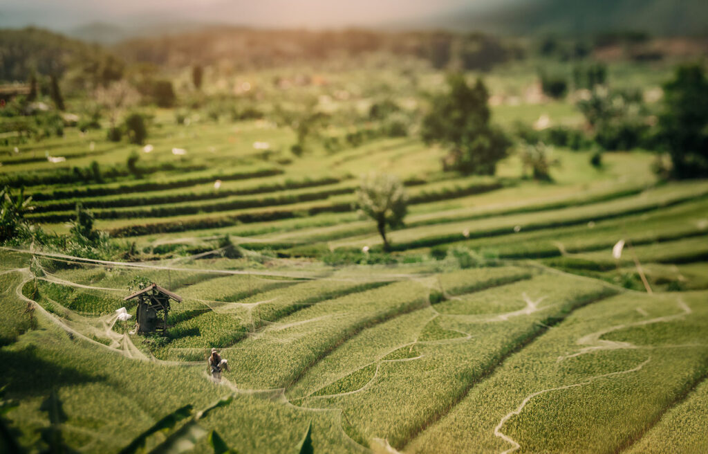 lensbaby image of the rise field at bali by dutch photographer Wilile Kers copy