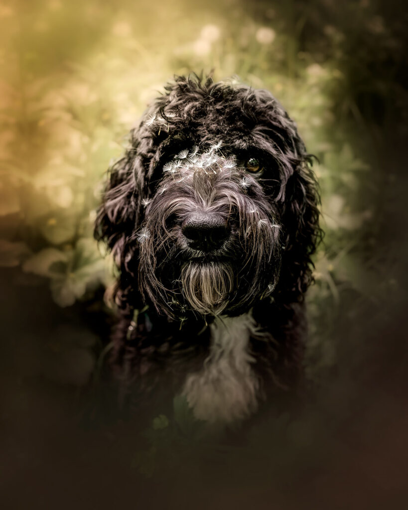 1 zwarte franse waterhond of Barbet met paardebloemen in zijn vacht door natuurlijk licht fotograaf Willie Kers uit Apeldoorn copy