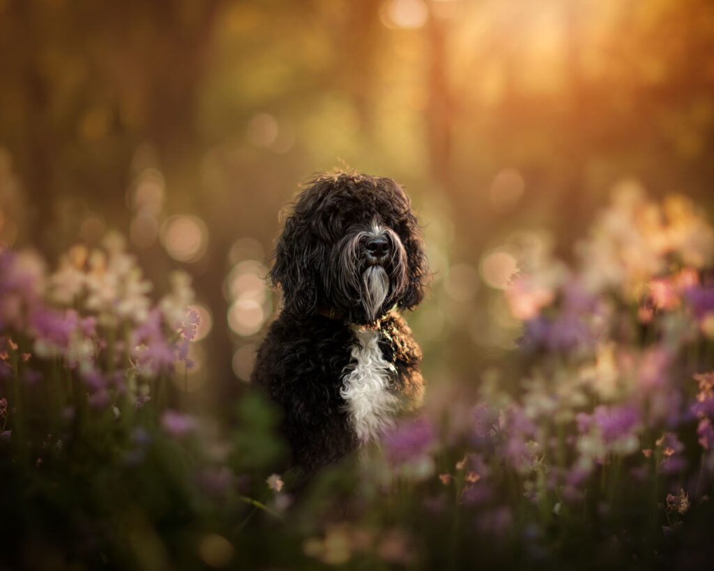 1Canon hondenportret tussen de lentebloemen tijdens zonsondergang door natuurlijk licht fotograaf Willie Kers uit Apeldoorn van een Barbet of Franse waterhond die lijkt op een labradoodle copy
