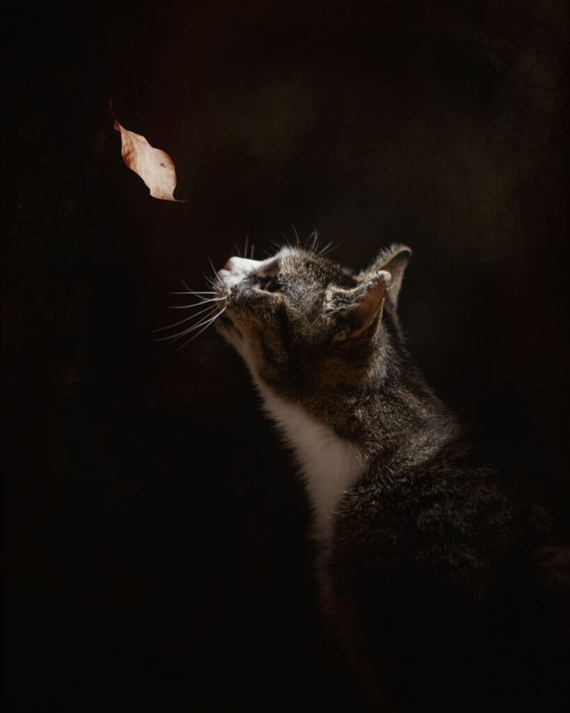 portret van een kat in de stijl van Rembrandt door fotograaf willie kers uit apeldoorn