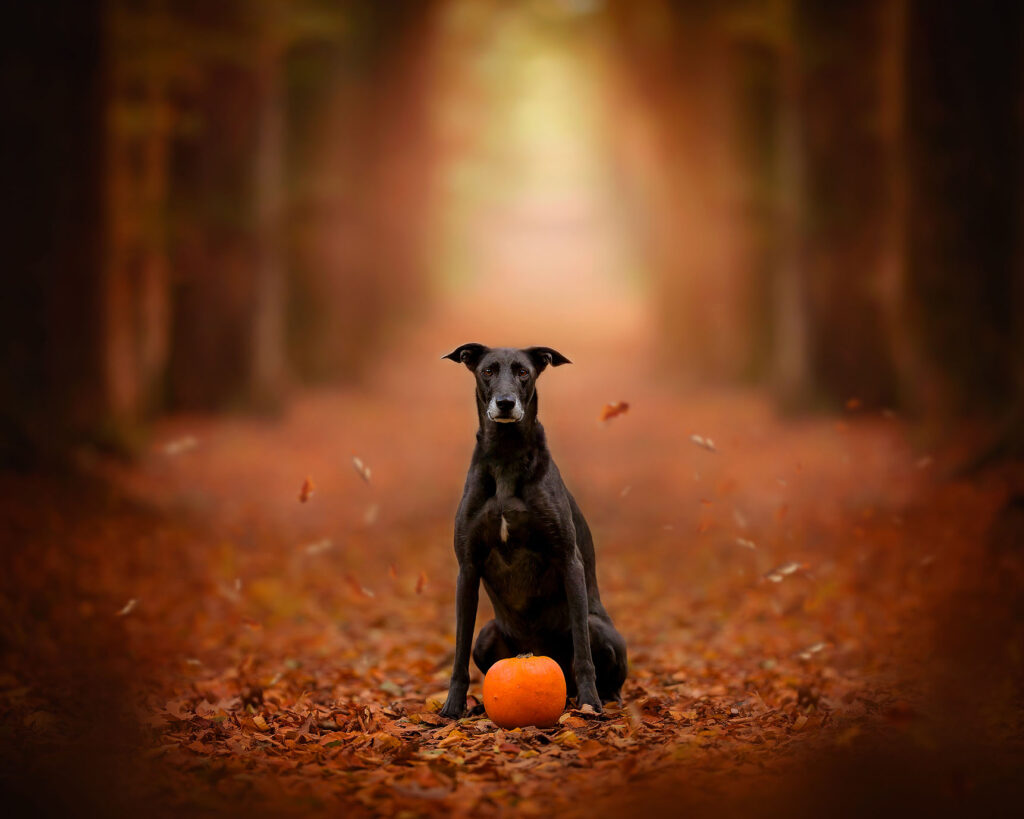 Canon EOS R6 hondenfoto met een pompoen in het herfst bos door Willie Kers uit Apeldoorn copy 2