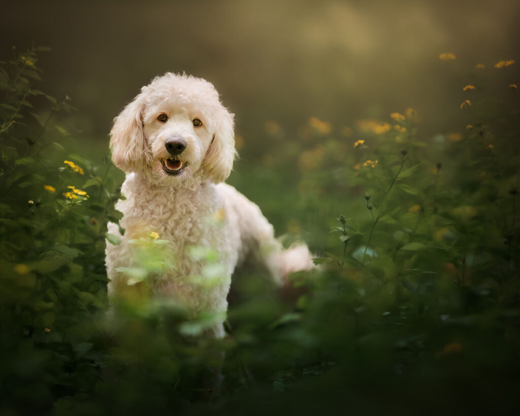 Canon Fine art hondenportret van een Goldendoolde in het groene hoge gras met gele bloemen met veel bokeh in een dromerige setting door natuurlijk licht fotograaf Willie kers uit Apeldoorn copy