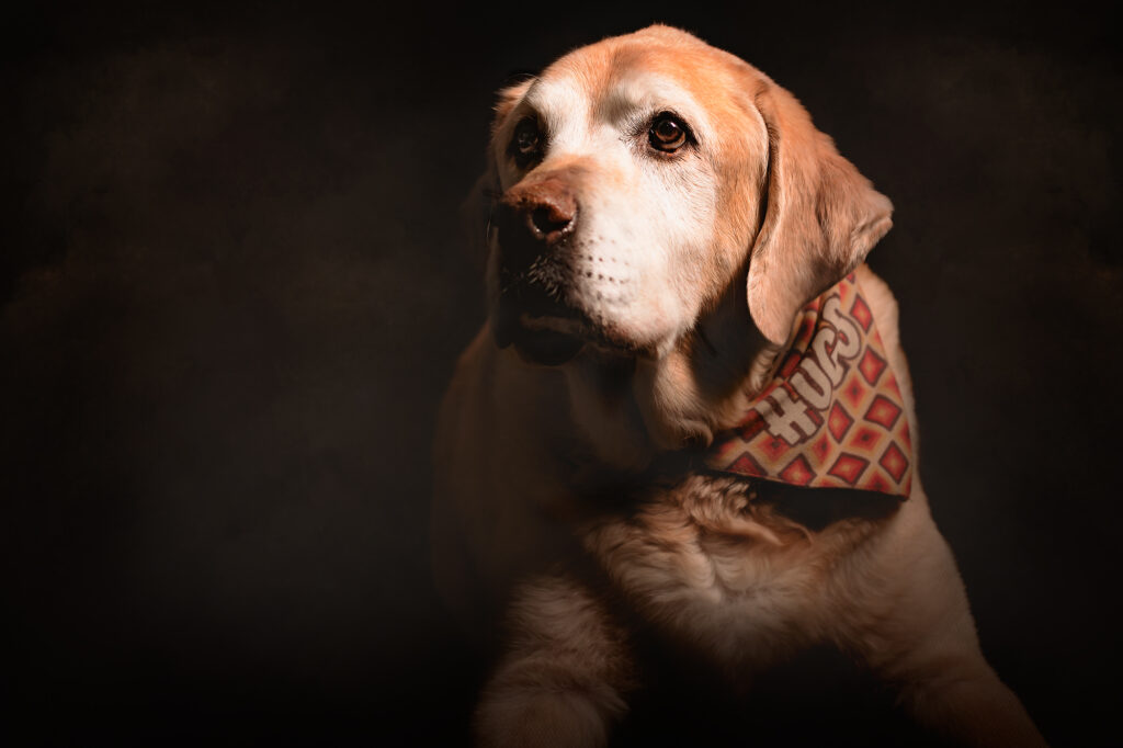 Fine art foto van een labrador in Rembrandt style door natuurlijk licht fotograaf Willie Kers uit Apeldoorn