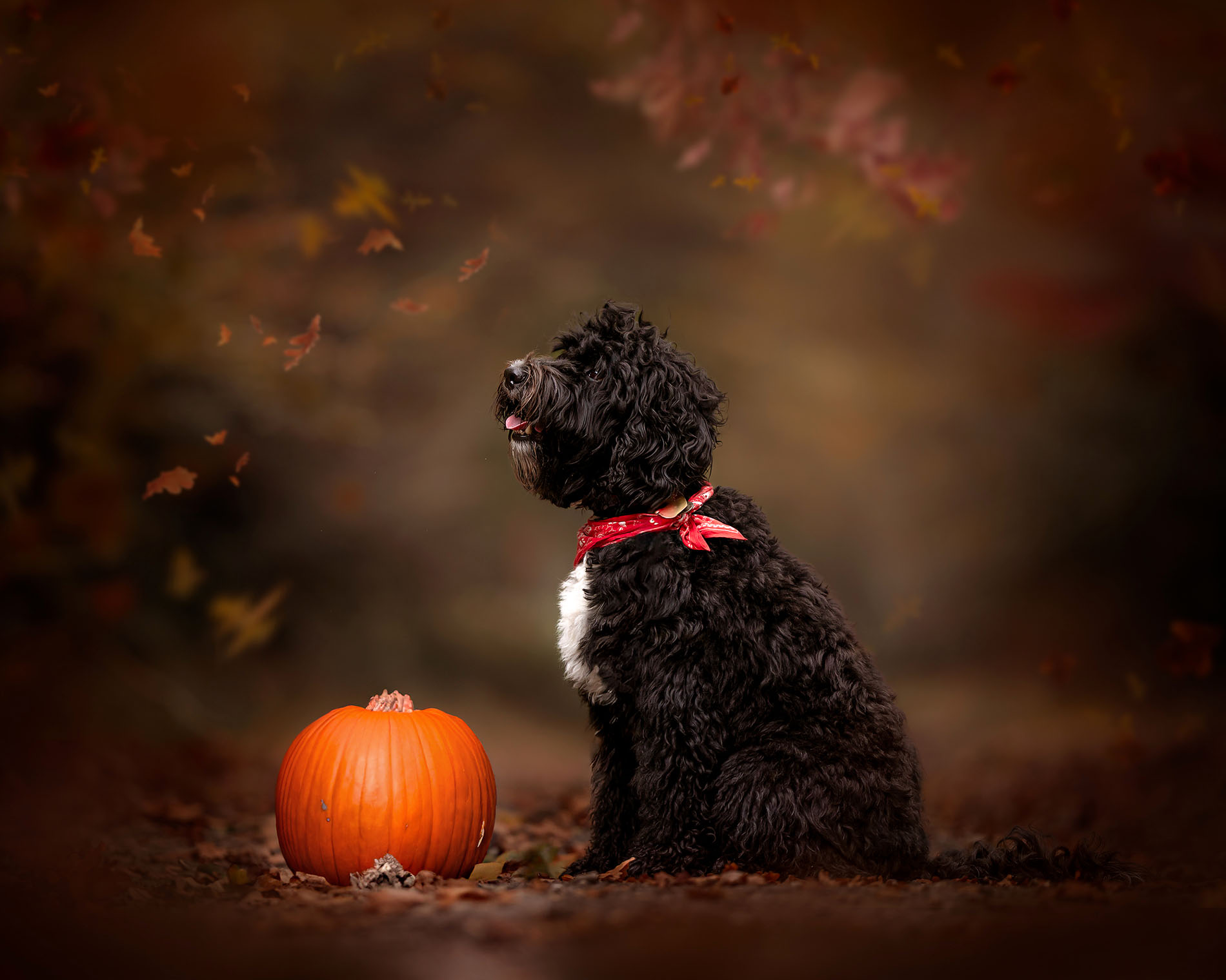 Zwarte barbet hond in een herfstbos met een pompoen naar de vallende herfstblaadjes door natuurlijk licht fotograaf Willie Kers uit Apeldoorn hondenfotograaf copy