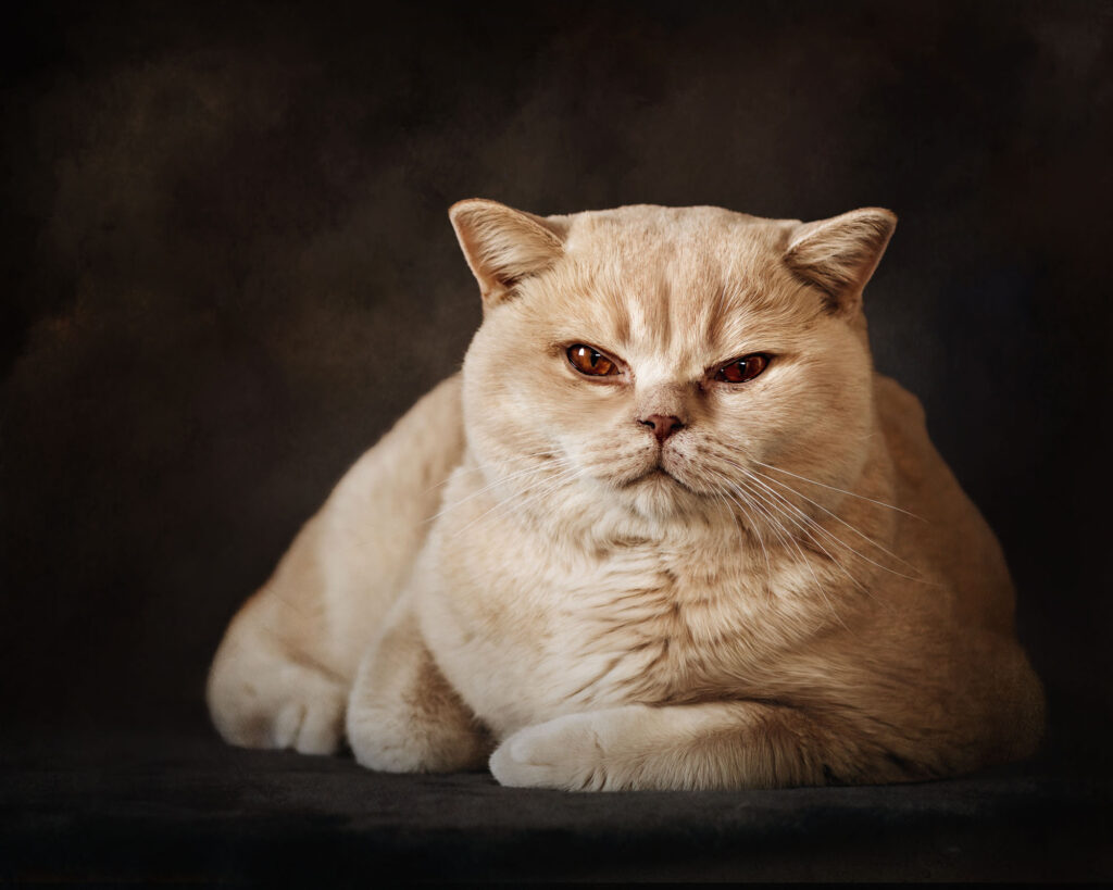fine art kattenportret van een Britse Korthaar kater voor Dogs in Art fotografie van Willie Kers uit Apeldoorn