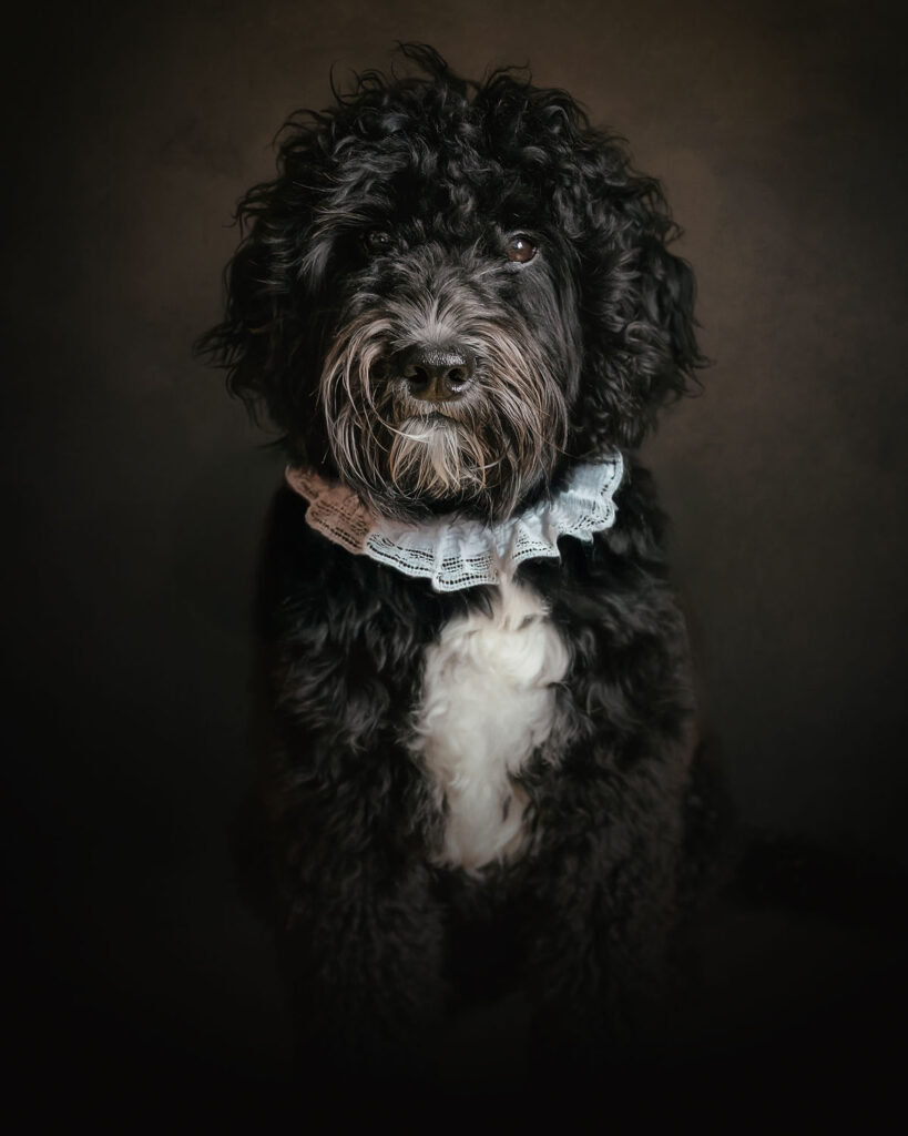 fine art portret van een zwarte franse waterhond met een kraag uit de tijd van Rembrandt om door natuurlijk licht fotograaf willie kers uit Apeldoorn copy