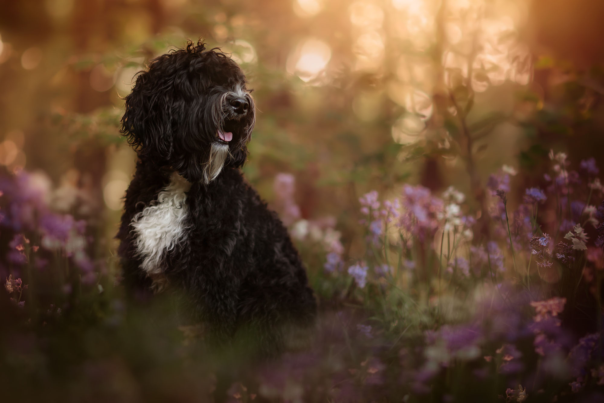 hondenfoto tussen de lentebloemen tijdens zonsondergang door natuurlijk licht fotograaf Willie Kers uit Apeldoorn van een Barbet of Franse waterhond die lijkt op een labradoodle