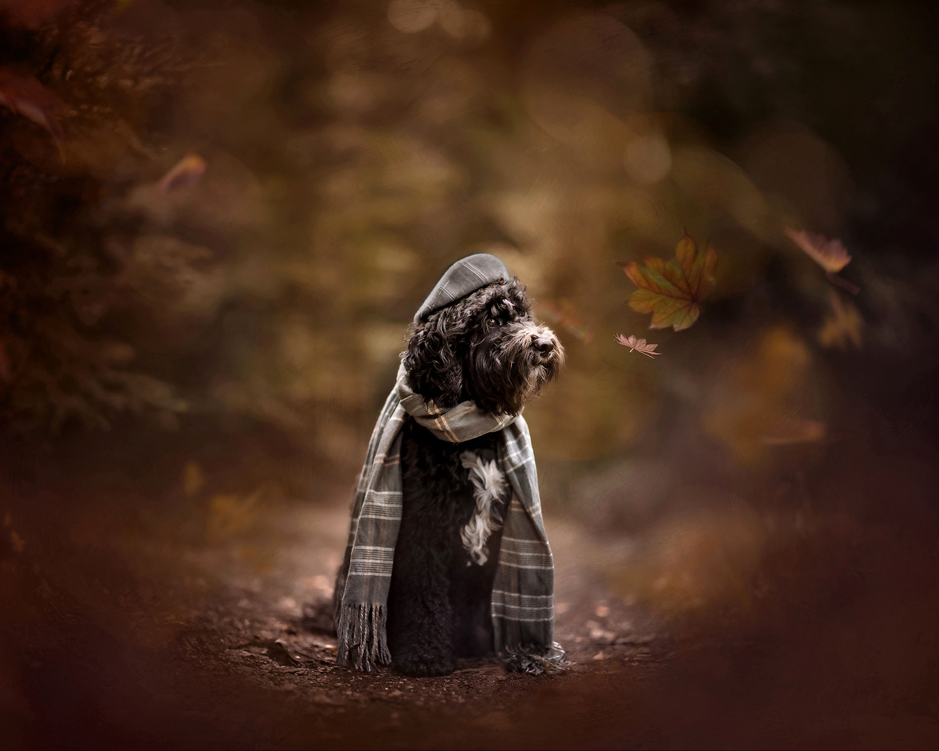 portret van een franse waterhond met een sjaal om inherfstbos door natuurlijk licht fotograaf Willie Kers uit Apeldoorn copy 4